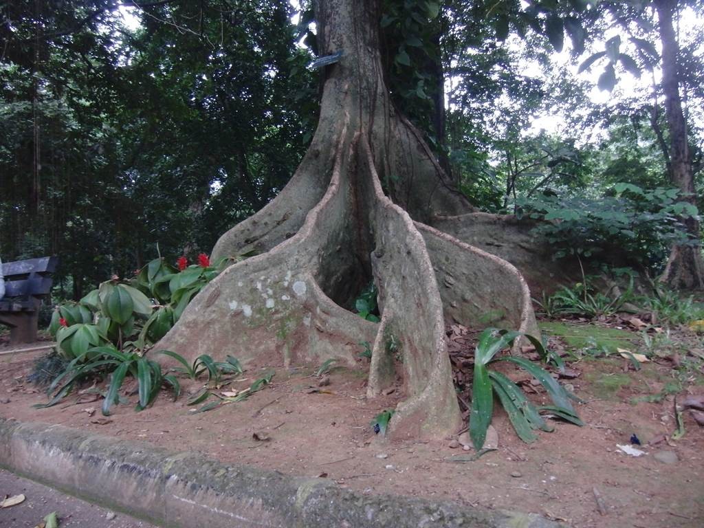 盆栽のようにねばりのある木の根のような幹
